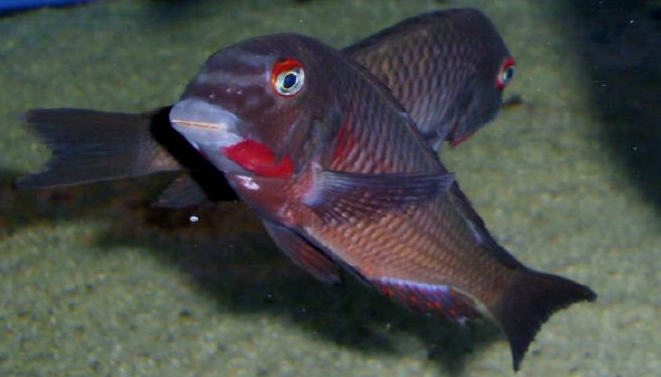 Tropheus sp. 'red' Livua